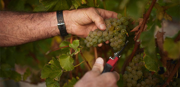 unnamed 13 Harvesting begins in 2024… for Babich in New Zealand