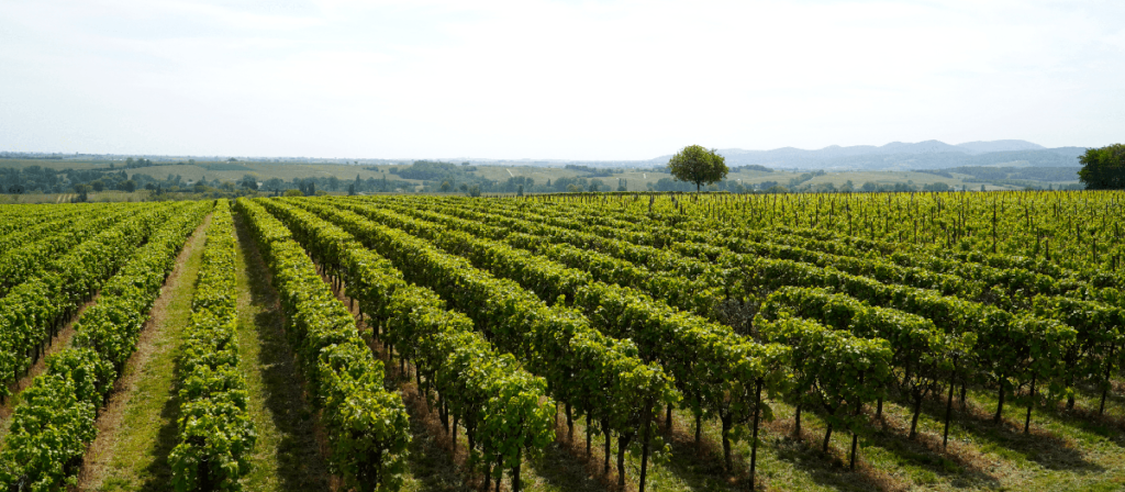 vineyard field L'interview du mois : Spécial Savoie